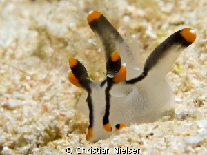 One of many nice nudibrancs found on Mabul :) by Christian Nielsen 